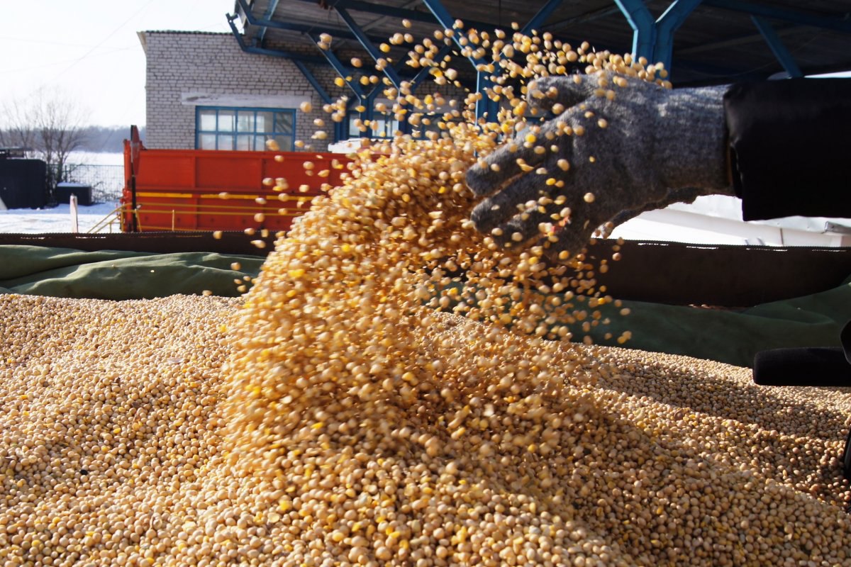 معالجة فول الصويا في الأرجنتين تصل إلى أعلى مستوى لها منذ 11 شهرًا في سبتمبر