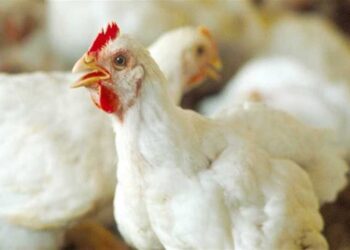 أسعار الدواجن.. التسمين يستقر والساسو يتراجع 3 جنيهات اليوم الأحد