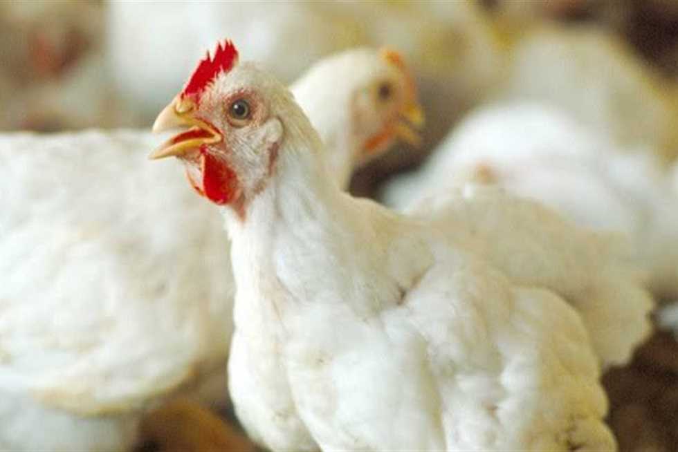 أسعار الدواجن.. التسمين يستقر والساسو يتراجع 3 جنيهات اليوم الأحد