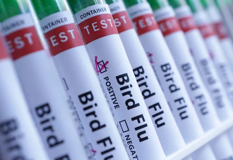 هولندا تقرر إعدام 71000 دجاجة بعد اكتشاف إصابتها بإنفلونزا الطيور