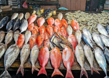 أسعار السمك اليوم الأحد.. انخفاض البلطي وارتفاع الجمبري والبوري
