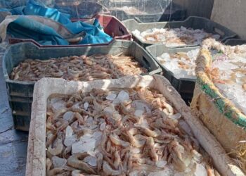 "تنمية البحيرات" يعلن إنطلاق موسم الصيد ببحيرة قارون لعام 2025