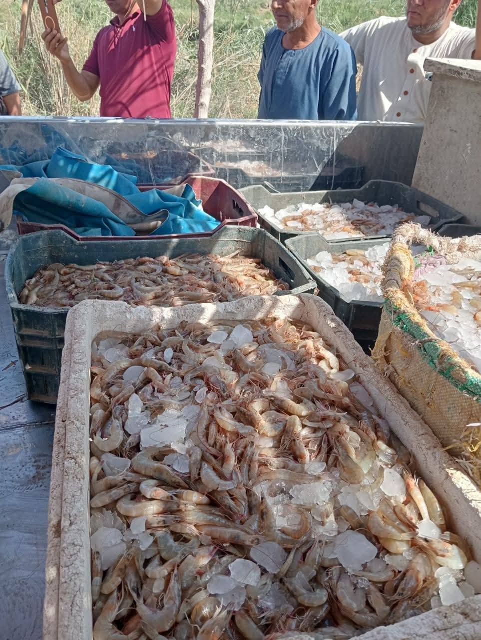 "تنمية البحيرات" يعلن إنطلاق موسم الصيد ببحيرة قارون لعام 2025