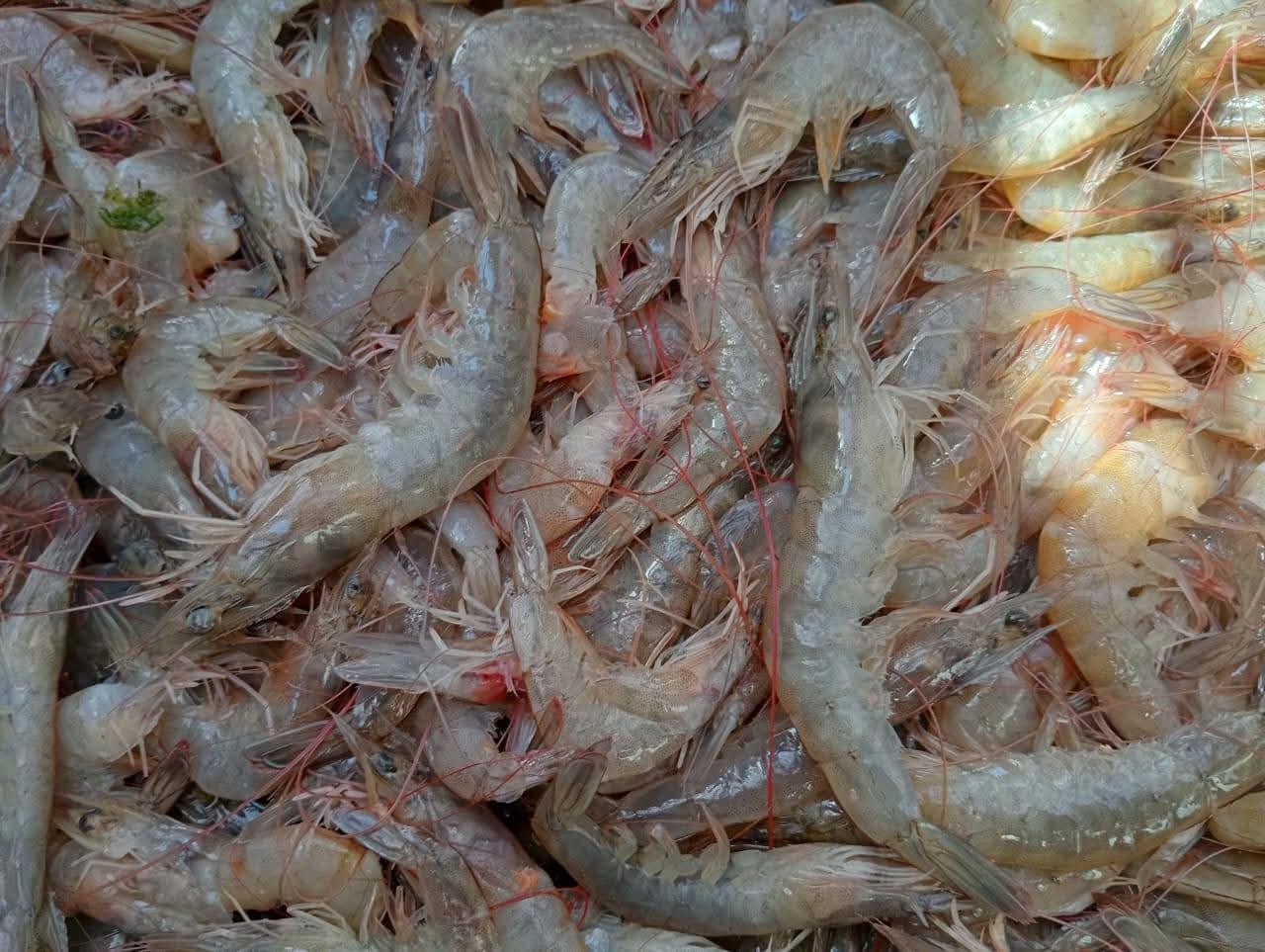 "تنمية البحيرات" يعلن إنطلاق موسم الصيد ببحيرة قارون لعام 2025