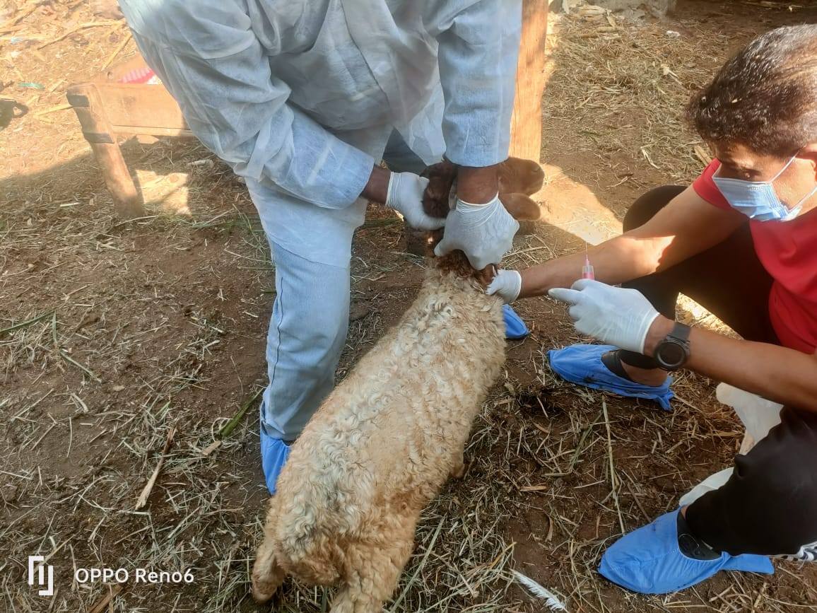 "الزراعة" تواصل جهود الكشف المبكر والسيطرة على الأمراض المشتركة خلال سبتمبر