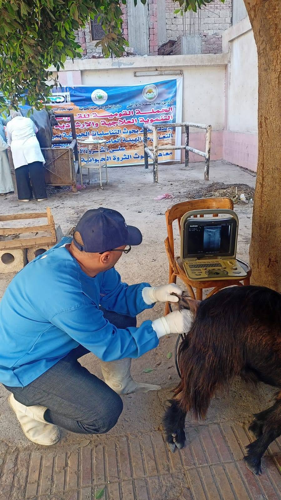 "الزراعة" تطلق قافلة بيطرية مجانية بالجيزة لتقديم الفحص والعلاج لأكثر من 1000 رأس ماشية