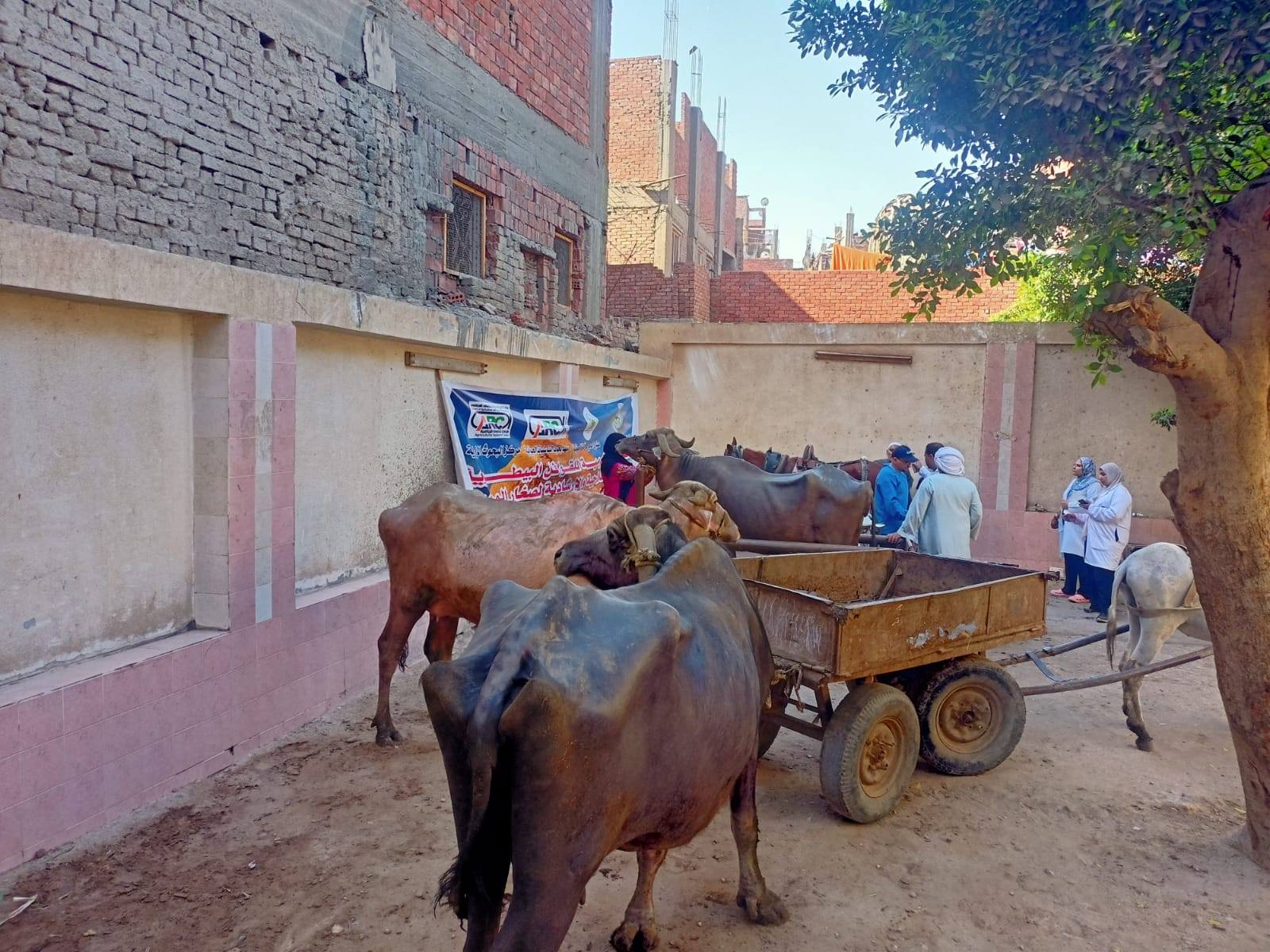 "الزراعة" تطلق قافلة بيطرية مجانية بالجيزة لتقديم الفحص والعلاج لأكثر من 1000 رأس ماشية