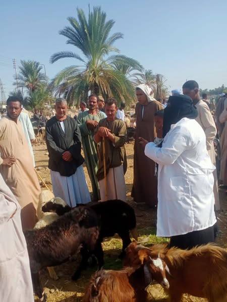 "الزراعة" تنفذ أكثر من 2,800 ندوة توعوية استعدادًا للحملة القومية للتحصين ضد الحمى القلاعية وحمى الوادي المتصدع