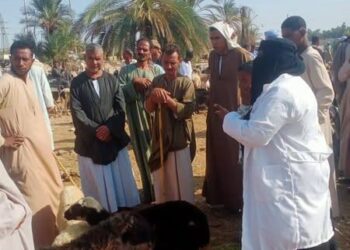 "الزراعة" تنفذ أكثر من 2,800 ندوة توعوية استعدادًا للحملة القومية للتحصين ضد الحمى القلاعية وحمى الوادي المتصدع