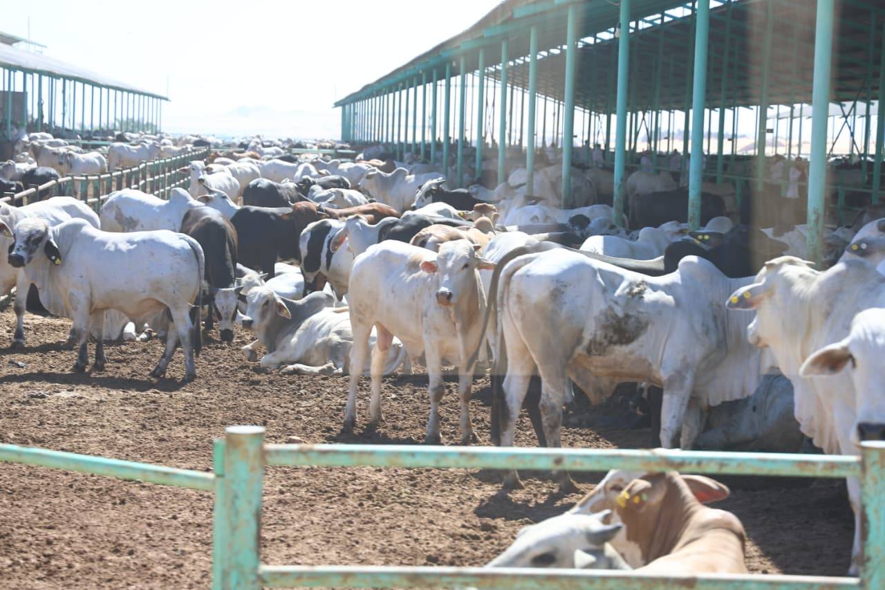 وزيرا الزراعة والتنمية المحلية يتفقدان مشروع الإنتاج الحيواني ومجمع تمور الوادي الجديد