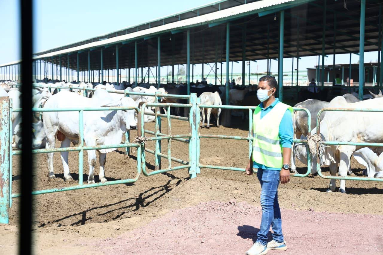 وزيرا الزراعة والتنمية المحلية يتفقدان مشروع الإنتاج الحيواني ومجمع تمور الوادي الجديد