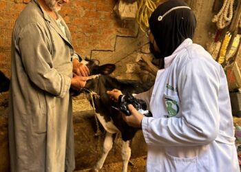 "الزراعة": تحصين أكثر من 421 ألف رأس ماشية خلال أول 3 أيام بالحملة القومية ضد الحُمّى القلاعية وحمّى الوادي المتصدع