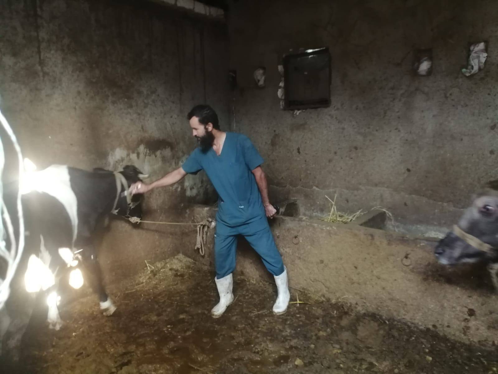 "الزراعة": تحصين أكثر من 421 ألف رأس ماشية خلال أول 3 أيام بالحملة القومية ضد الحُمّى القلاعية وحمّى الوادي المتصدع