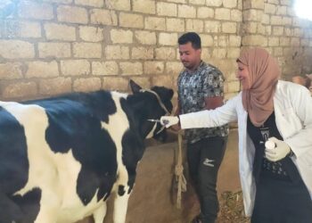 "الزراعة": تحصين أكثر من 421 ألف رأس ماشية خلال أول 3 أيام بالحملة القومية ضد الحُمّى القلاعية وحمّى الوادي المتصدع