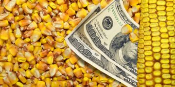 أسعار الذرة