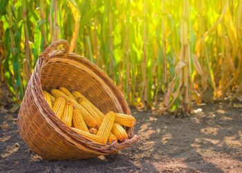 بورصة الحبوب| الذرة تغلق آخر جلسات الأسبوع على خسائر