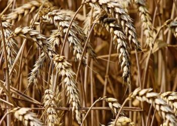 أداء متباين لعقود القمح الآجلة عند الإغلاق في آخر جلسات الأسبوع