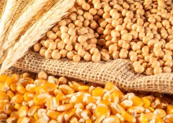 تراجع العقود الآجلة للفول الصويا والذرة في ختام آخر جلسات الأسبوع.. والقمح يغلق على تباين طفيف