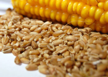 الأرجنتين تستعد لإنتاج قياسي من القمح والذرة في 2025-2026