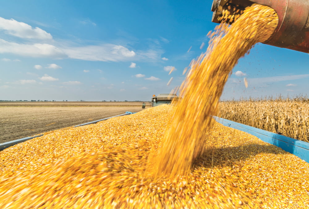 تركيا تخفض إنتاج الحبوب الرئيسية.. وروسيا تحصد 135 مليون طن من المحاصيل هذا العام