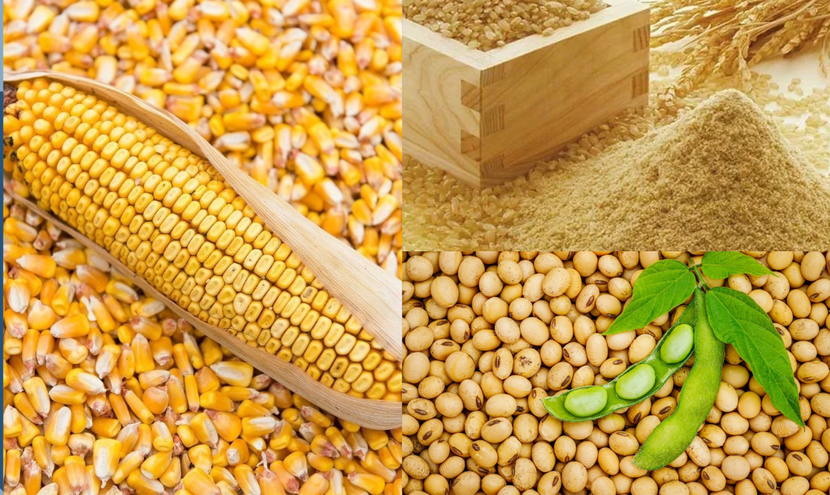 الأرجنتين تحافظ على توقعاتها لحصاد فول الصويا والذرة عند 47 مليون طن و61 مليون طن على التوالي