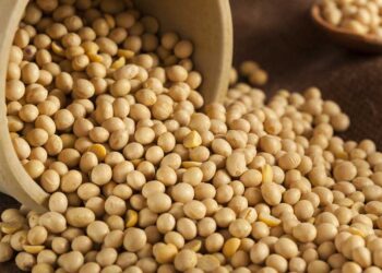 بورصة الحبوب| فول الصويا ينخفض يوم الجمعة مع تصاعد التوترات التجارية