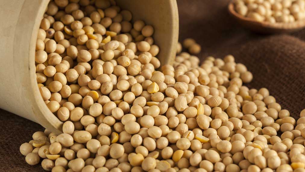 بورصة الحبوب| فول الصويا ينخفض يوم الجمعة مع تصاعد التوترات التجارية