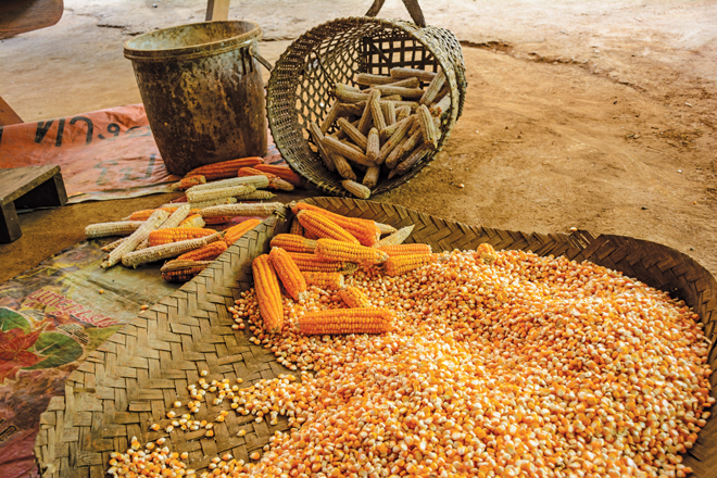 الصين تخفض توقعات واردات الذرة في أكتوبر