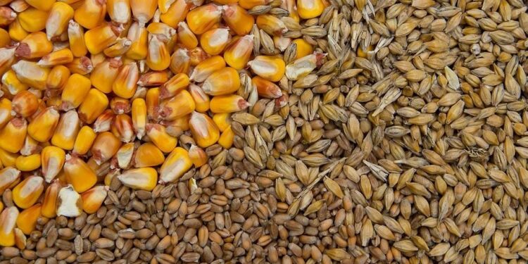 رسوم التصدير على القمح والذرة الروسية تستمر في الانخفاض