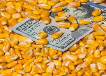 أسعار الذرة في السوق الأوكراني تنخفض خلال الأسبوع بمقدار 5-8 دولارات/طن