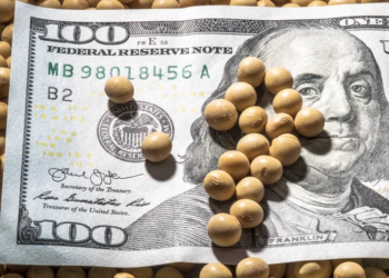 ارتفاع عقود فول الصويا في نهاية تداولات الخميس وسط توقعات بتقدم التجارة