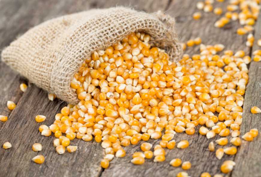 أوكرانيا| أسعار الذرة تصل إلى أدنى مستوى لها في عام 2025 وسط تقدم الحصاد وتباطؤ الطلب