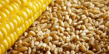 مخزونات الذرة والقمح في الولايات المتحدة تتجاوز التوقعات