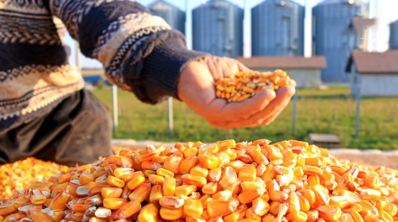 الولايات المتحدة تواجه نقصًا في سعة تخزين الحبوب بسبب الحصاد القياسي