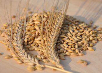 بورصة الحبوب| القمح يغلق على انخفاض بنهاية تعاملات جلسة الثلاثاء