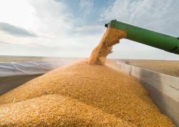 شحنات الذرة الروسية تتراجع 5 أضعاف خلال أكتوبر عند 41 ألف طن