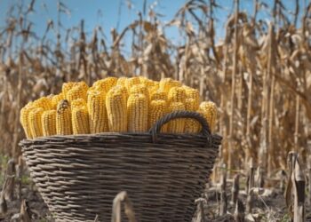 أوكرانيا تحصد 4.9 مليون طن ذرة و 3.08 مليون طن فول صويا