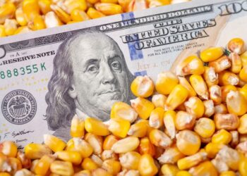 أسعار الذرة في أوكرانيا ترتفع وسط تأخر الحصاد والزيادات المضاربة في أسعار سوق الأوراق المالية