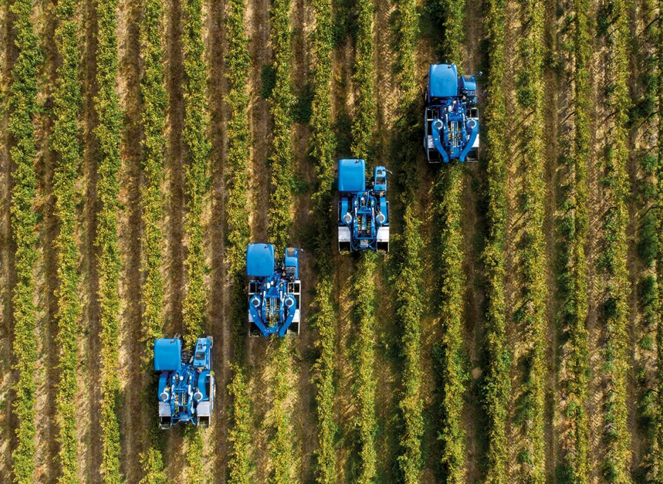 سوفيكون ترفع تقديرات فول الصويا وتخفض توقعات حصاد عباد الشمس في روسيا