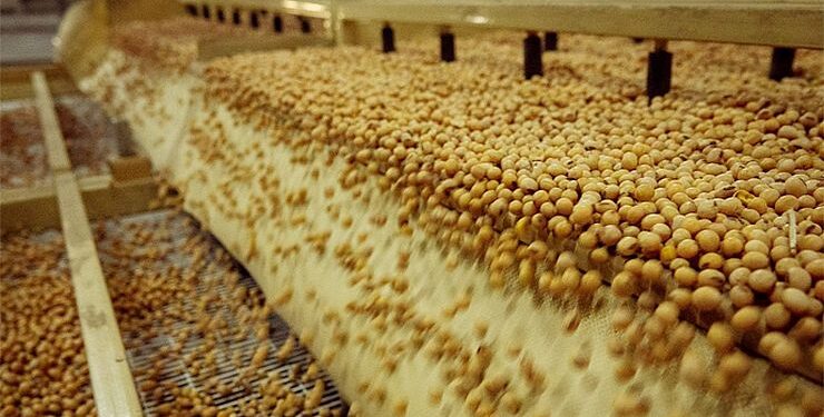 حصاد فول الصويا