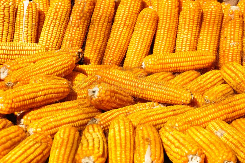 خبراء: مشكلات الجودة المتعلقة بالذرة الأوكرانية تحد من تصديرها