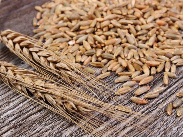 ارتفاع أسعار القمح الروسي مع استمرار تراجع الكميات مقارنة بالعام الماضي