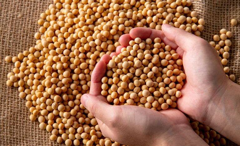 فيتنام تعزز واردات فول الصويا من الولايات المتحدة في العام 2025-2026