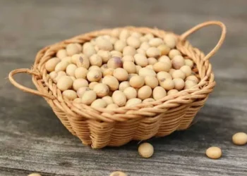 رومانيا تستورد كمية قياسية من فول الصويا الأوكراني بسبب قلة توافر بذور عباد الشمس المحلية