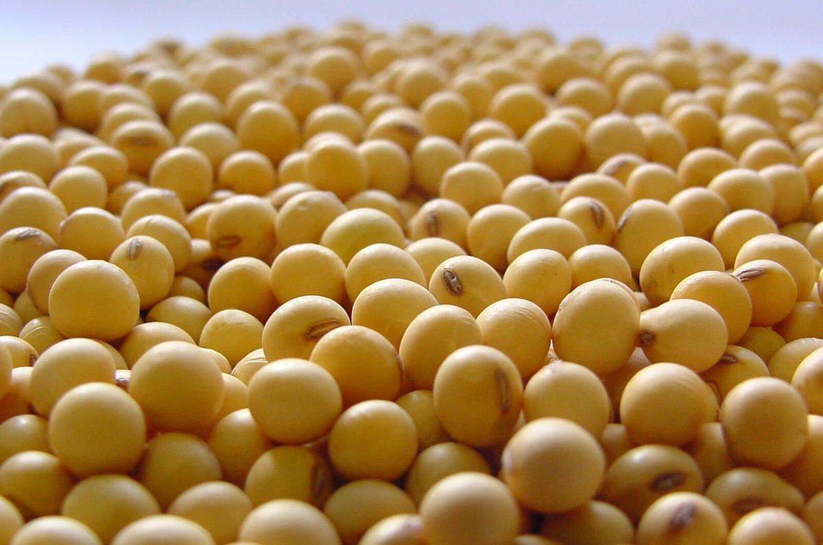 أوروبا تواجه مخاطر طويلة المدى حيث تعيد معركة فول الصويا الأمريكية الصينية تشكيل التجارة العالمية