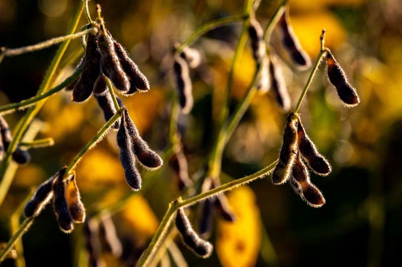 الصين تؤجل مشترياتها الجديدة من فول الصويا بسبب ارتفاع أسعار الفول البرازيلي