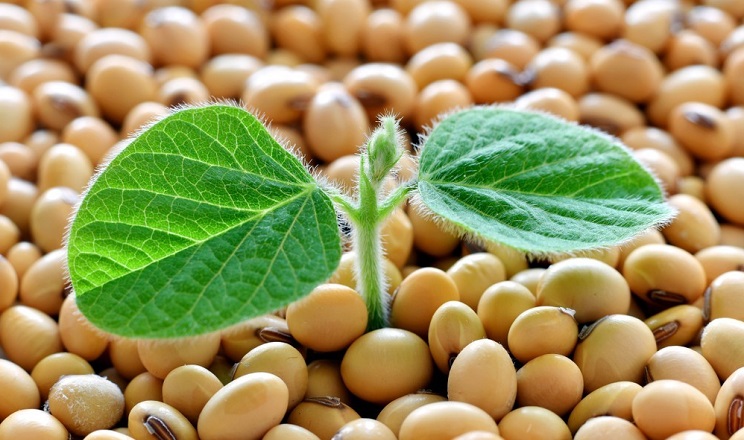 البرازيل تسجل رقماً قياسياً جديداً لصادرات فول الصويا بأكثر من 102 مليون طن بحلول نهاية أكتوبر