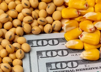 ارتفاع أسعار القمح والذرة بنهاية تعاملات الثلاثاء وانخفاض فول الصويا