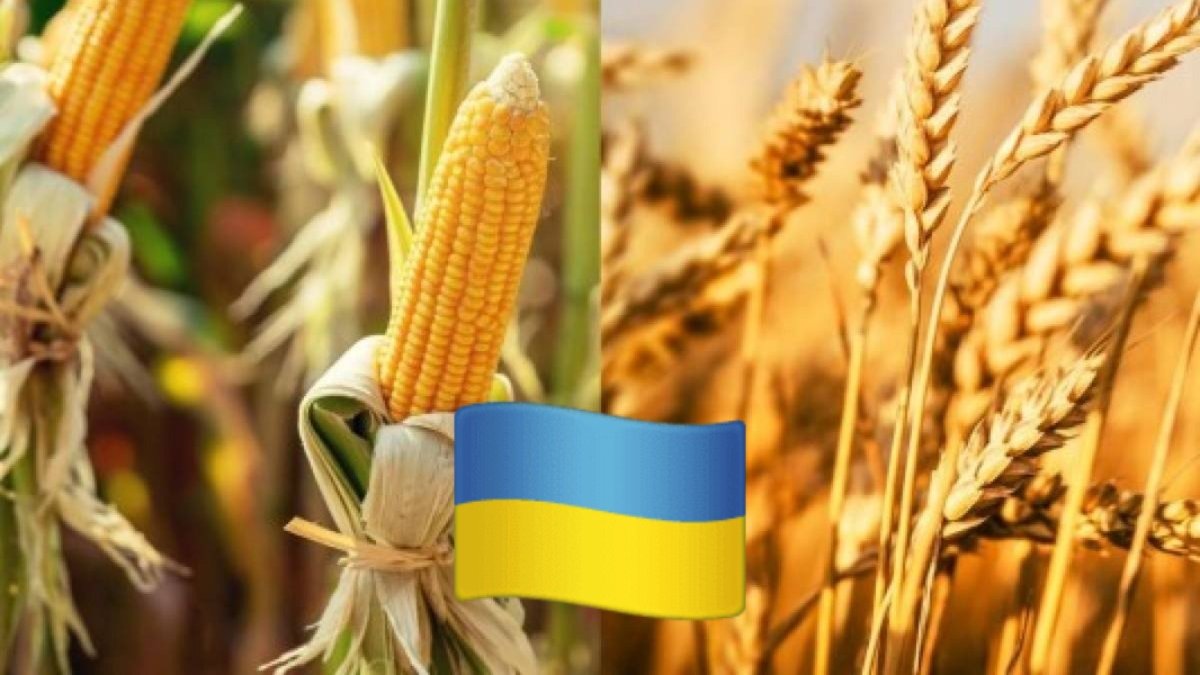 صادرات أوكرانيا من الحبوب تقترب من 7 ملايين طن