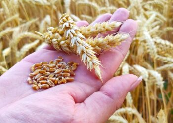 انخفاض العقود الآجلة للقمح في ختام تعاملات الاثنين نتيجة لتراجع فني بعد 3 جلسات من الارتفاع